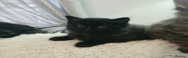 Ragdoll 3