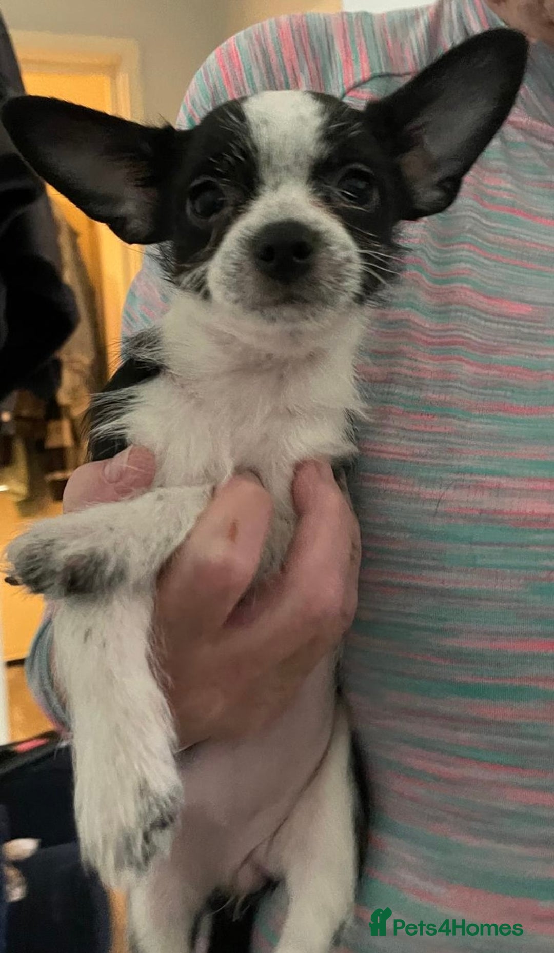 Chorkie dogs for sale: Cute Chorkie puppy - Advert 2