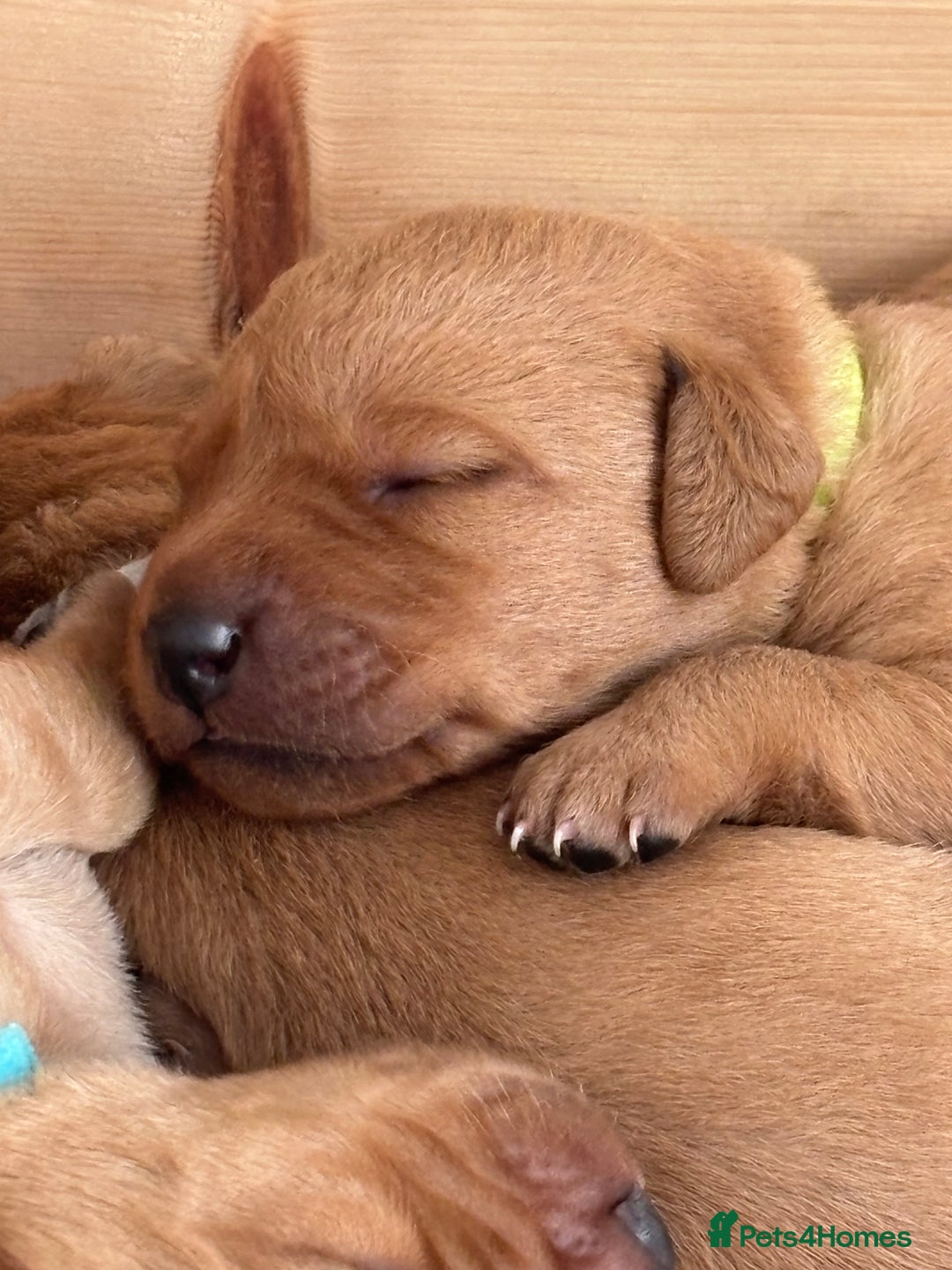 Labrador Retriever dogs for sale: Gorgeous Red Labrador Pups - Image 16