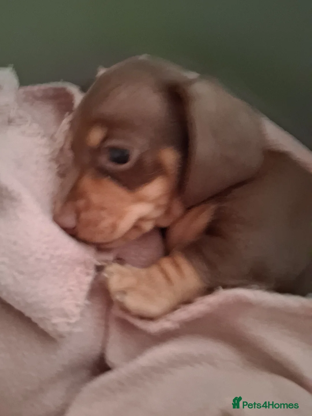 Miniature Dachshund dogs for sale: 3 beautiful miniture dashounds for sale.   - Advert 20