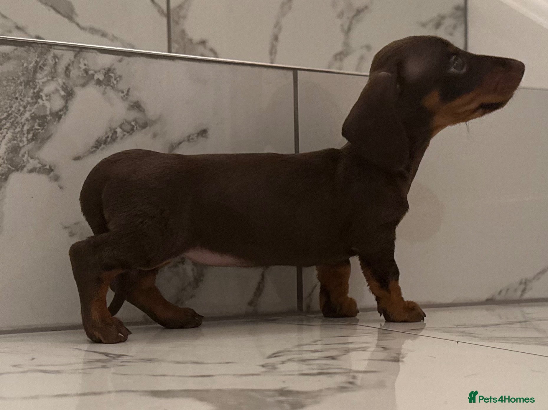 Miniature Dachshund dogs 1 boy & 1 girl left. KC miniature dachshunds - Advert 1