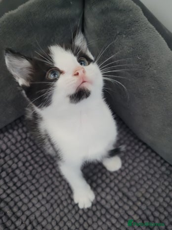 Mixed Breed cats - Advert 12