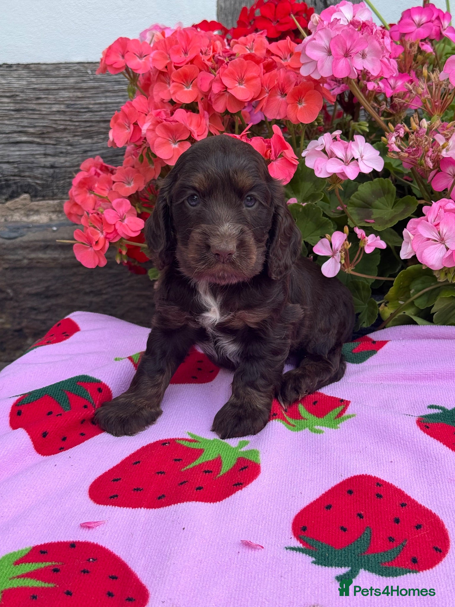 Cocker Spaniel dogs 4 kc reg show cocker spaniel puppies - Advert 14