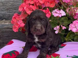 Cocker Spaniel dogs 4 kc reg show cocker spaniel puppies - Advert 14