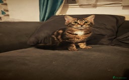 Mixed Breed cats for sale: Kitten - Image 2