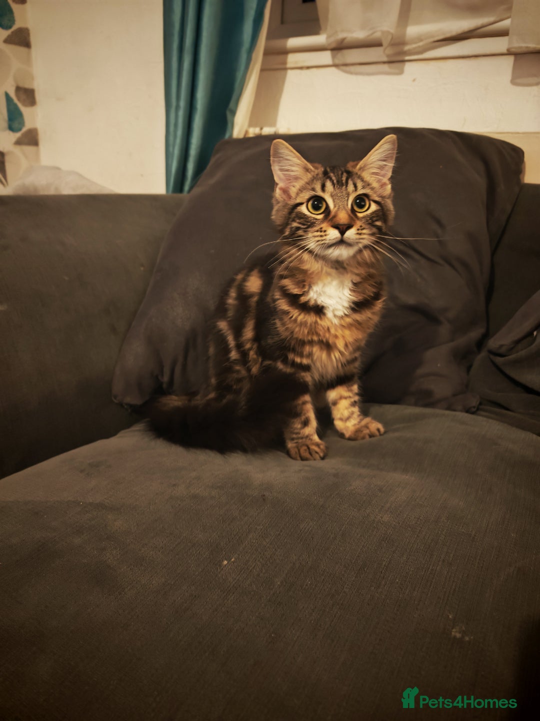 Mixed Breed cats for sale: Kitten - Image 2