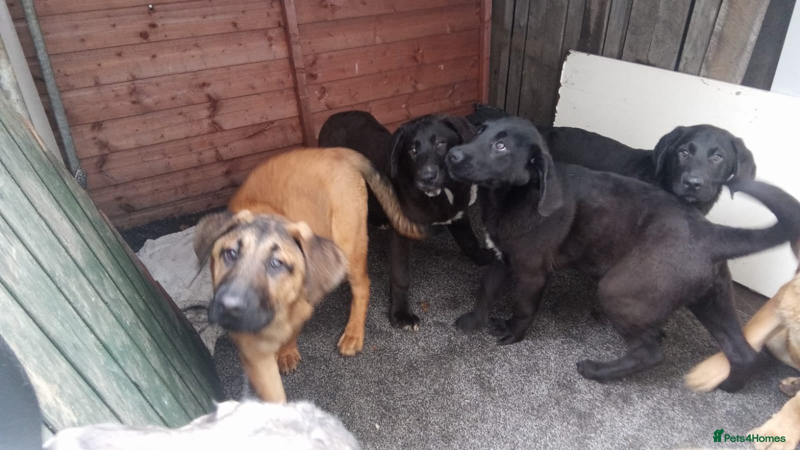 Mixed Breed dogs Caucasian shepherd cross puppies - Advert 2