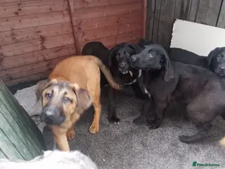 Mixed Breed dogs Caucasian shepherd cross puppies - Advert 2