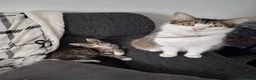 Mixed Breed cats for sale: Kittens for sale  - Advert 9