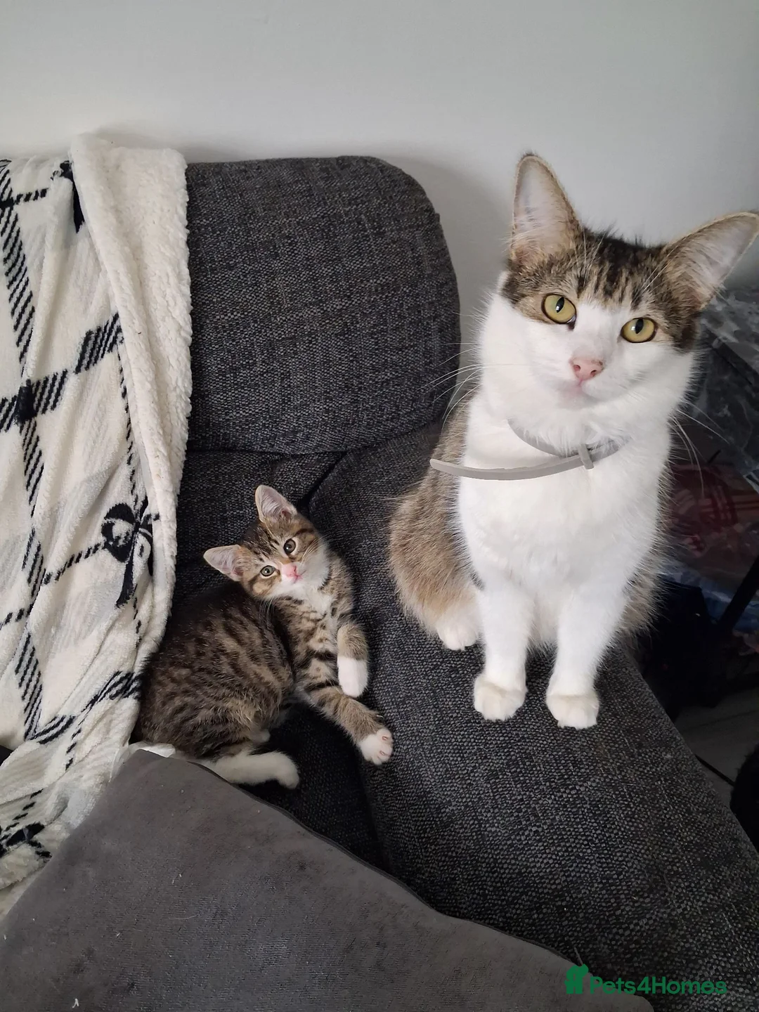 Mixed Breed cats for sale: Kittens for sale  - Advert 9