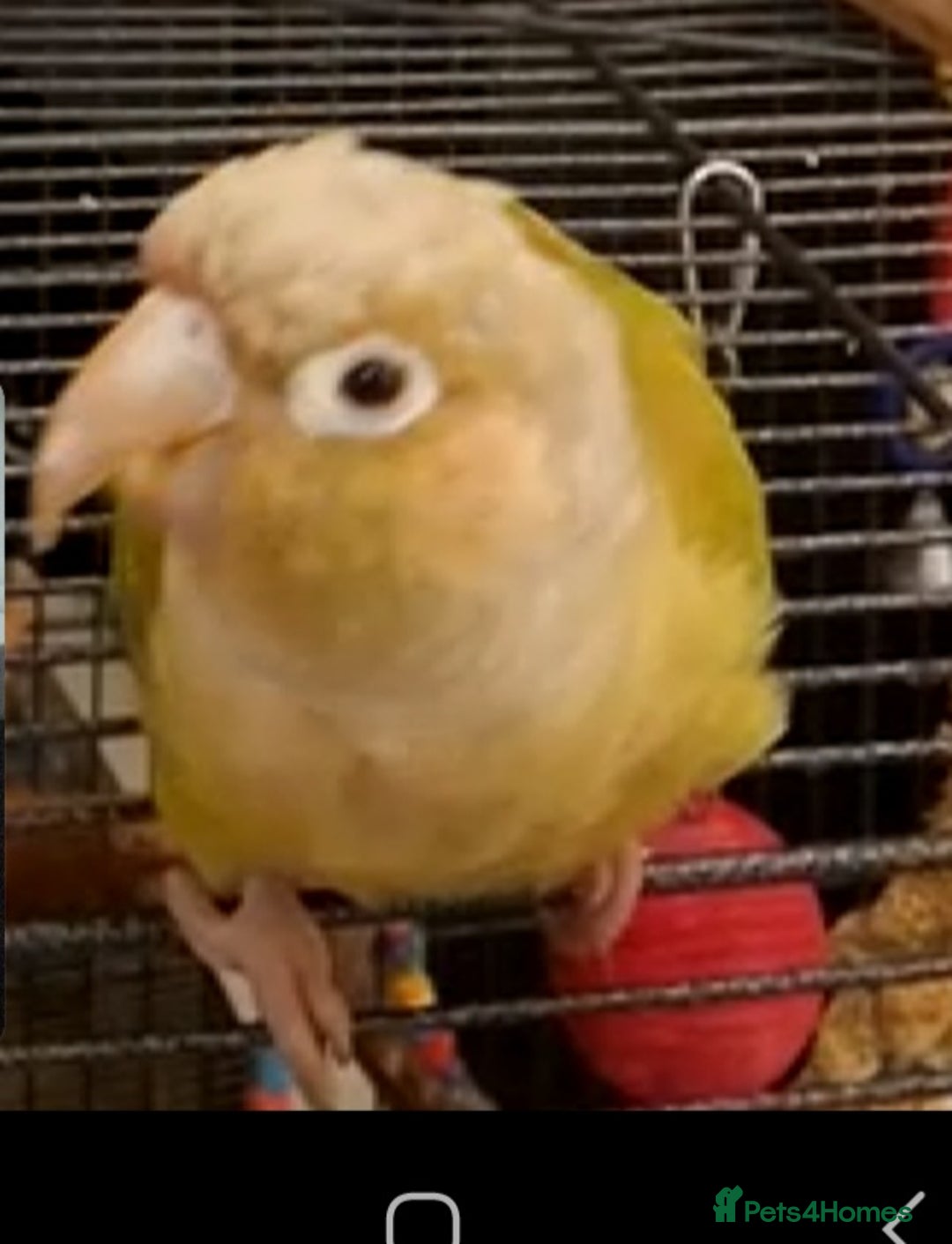 Conures birds for sale: 2 Lovely Green cheek conures for sale - Image 4