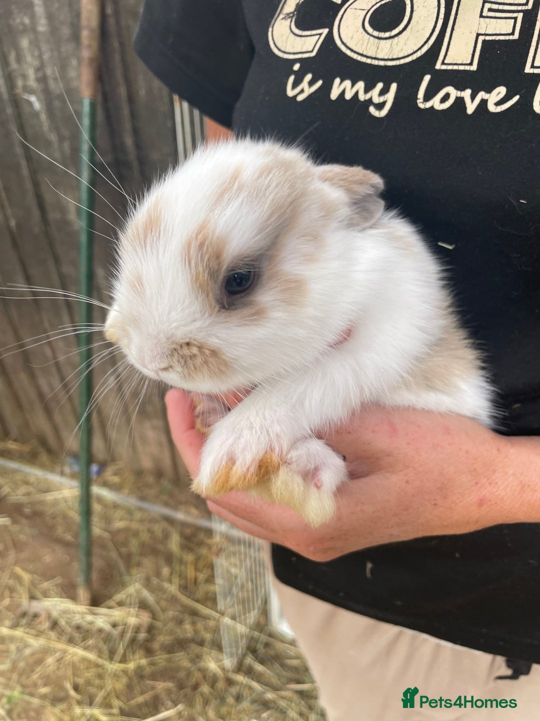 Lionhead rabbits for sale: lionhead bunies - Image 12
