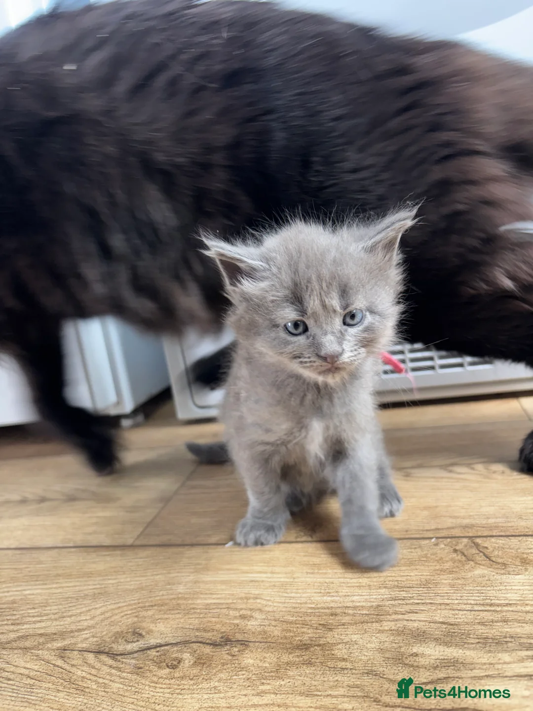 Mixed Breed cats for sale: maincoon mixed - Advert 2