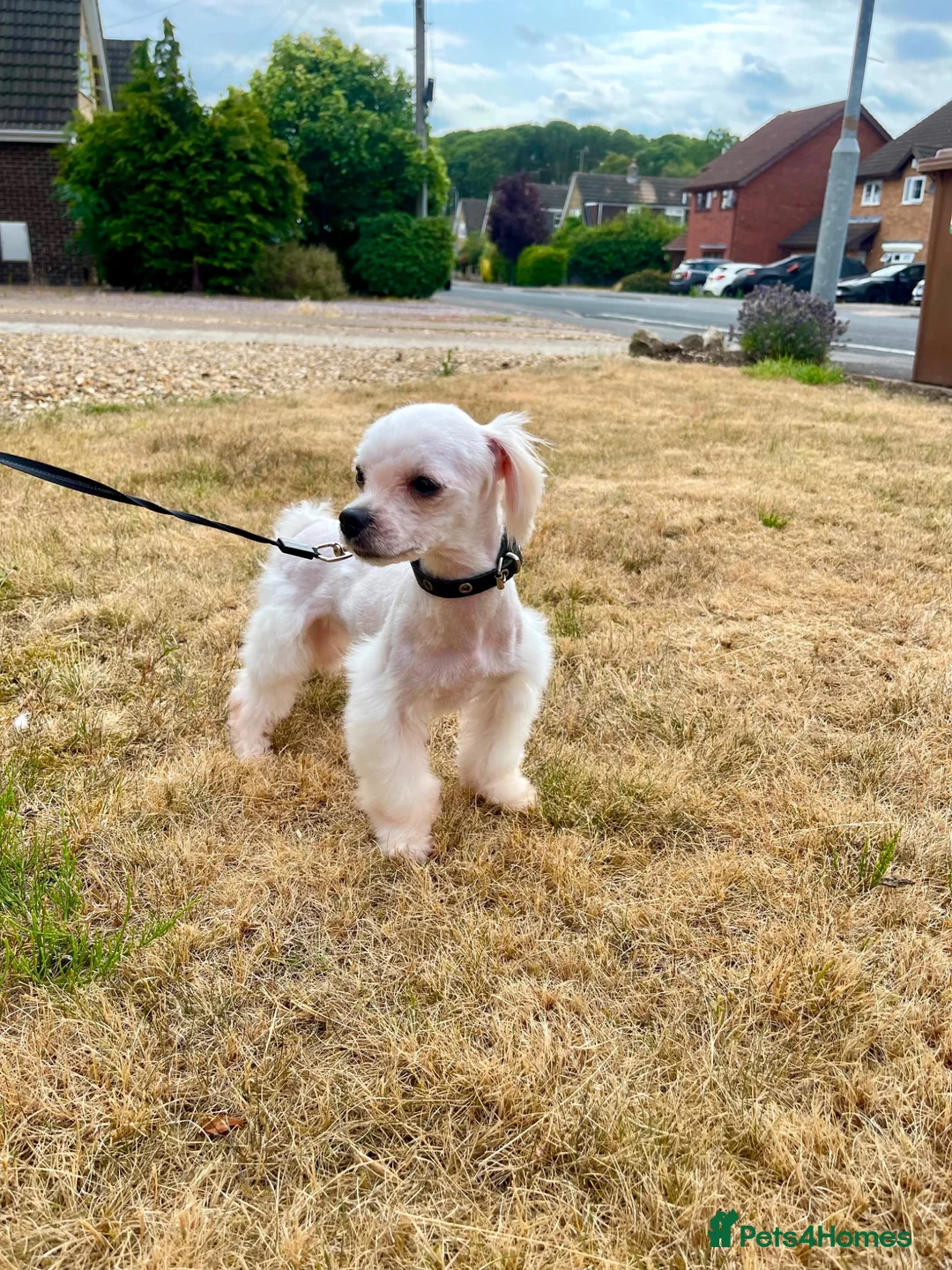 Maltese dogs for sale: Beautiful Healthy Female Looking for a Loving Home - Advert 1