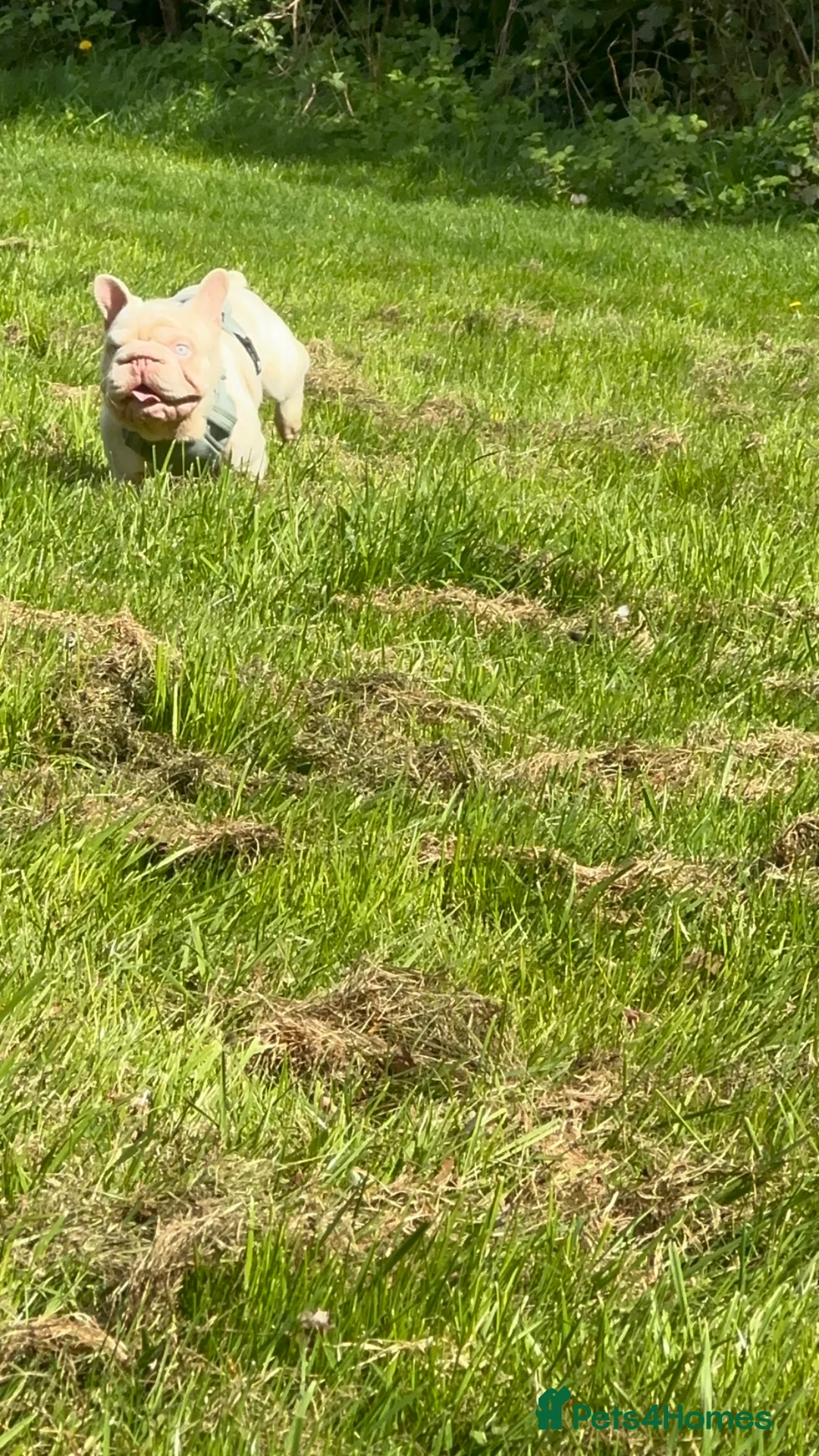 French Bulldog dogs for stud: 🚨PINK ACE NINJA🚨  **  PINK MAAJIN BU - Advert 5