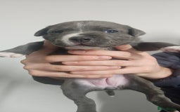 Mixed Breed dogs for sale: Mix Staffy puppies  - Image 12