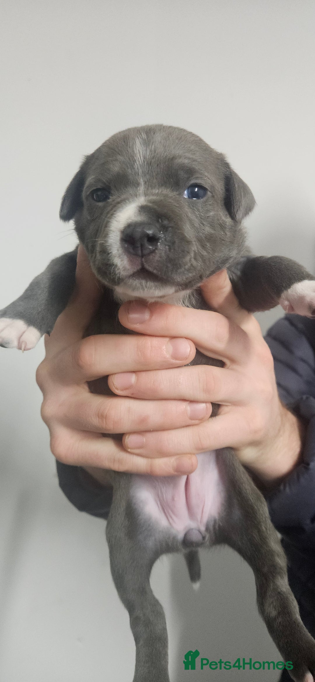 Mixed Breed dogs for sale: Mix Staffy puppies  - Image 12
