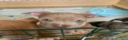 American Bully dogs for sale: Pocket Bully bitches available !  - Advert 16