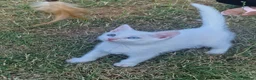 Turkish Angora cats for sale: Beautiful, Healthy-looking Turkish Angora kitten! - Advert 1