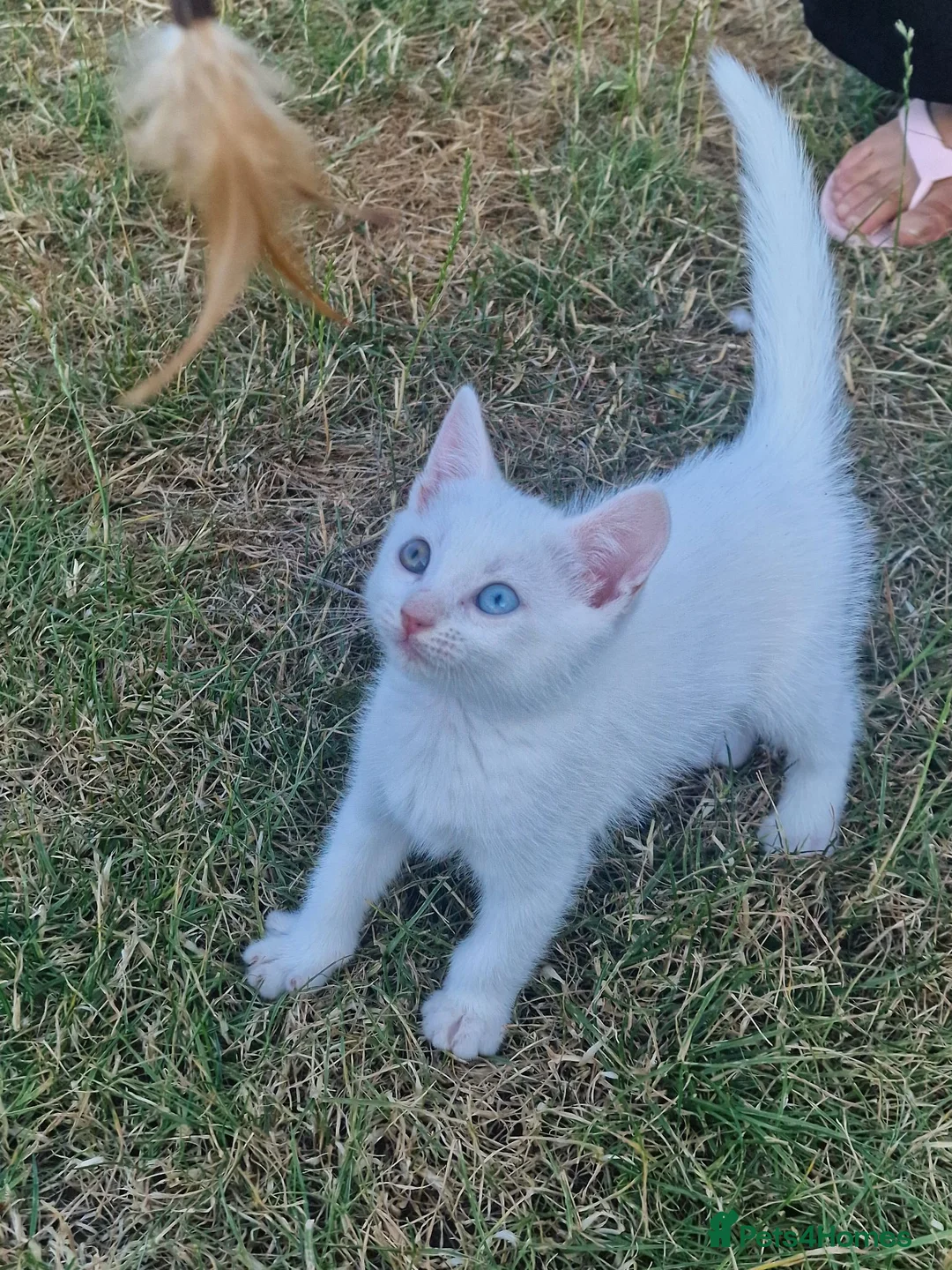 Turkish Angora cats for sale: Beautiful, Healthy-looking Turkish Angora kitten! - Advert 1