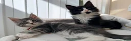 Maine Coon cats for sale: 1 Beautiful pedigree FEMALE Maine Coon kitten - Advert 16