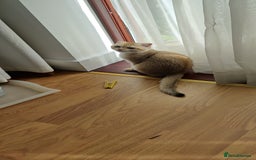Scottish Fold cats for sale: Scottish Fold girl & Straight boy, 1 yr siblings - Image 4