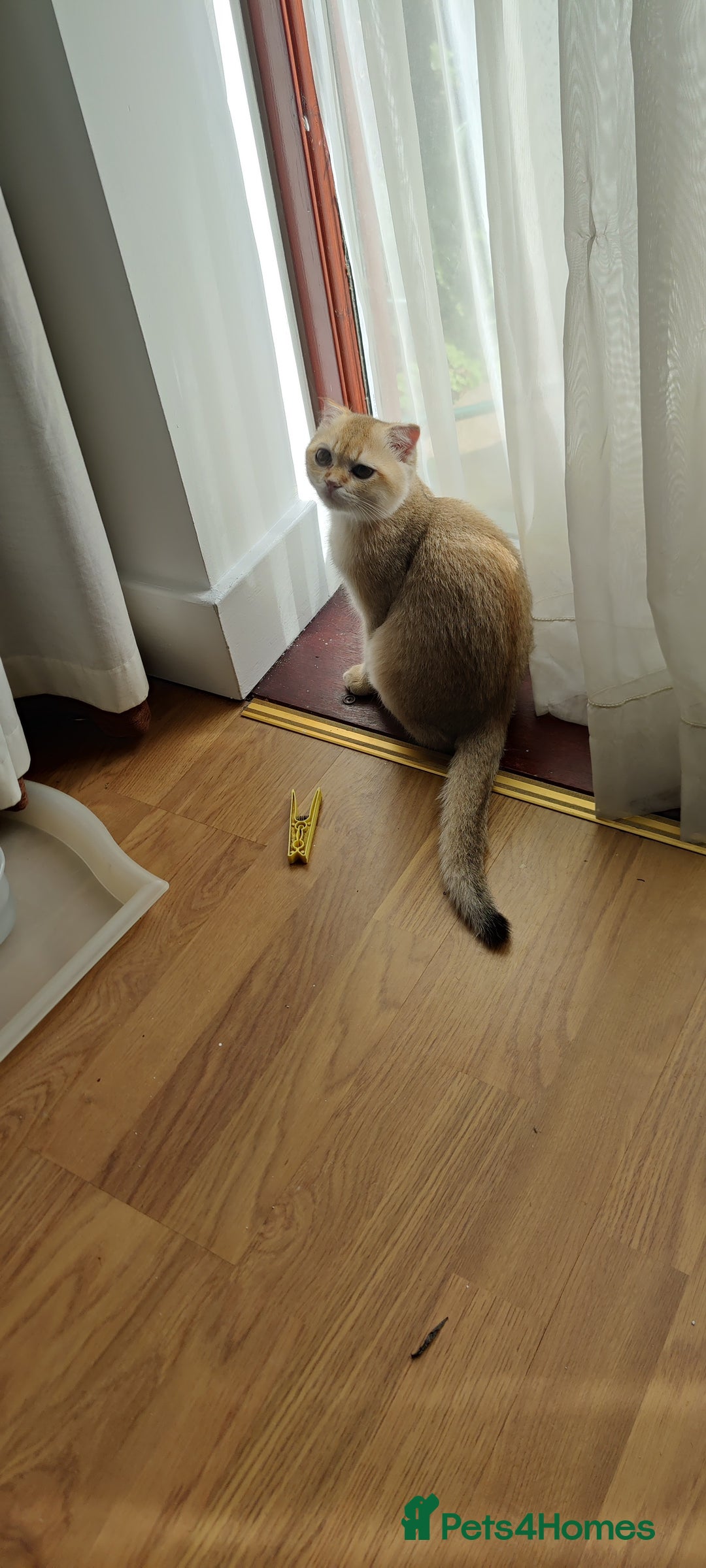 Scottish Fold cats for sale: Scottish Fold girl & Straight boy, 1 yr siblings - Image 4