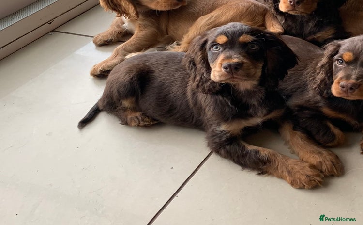 Cocker Spaniel dogs - Advert 10