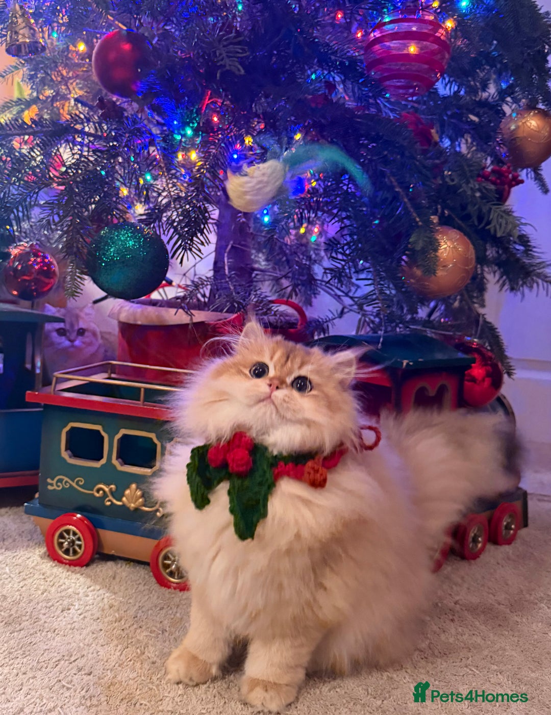 British Shorthair cats for sale: Last boy - superb pedigree and clear genetic tests - Advert 15