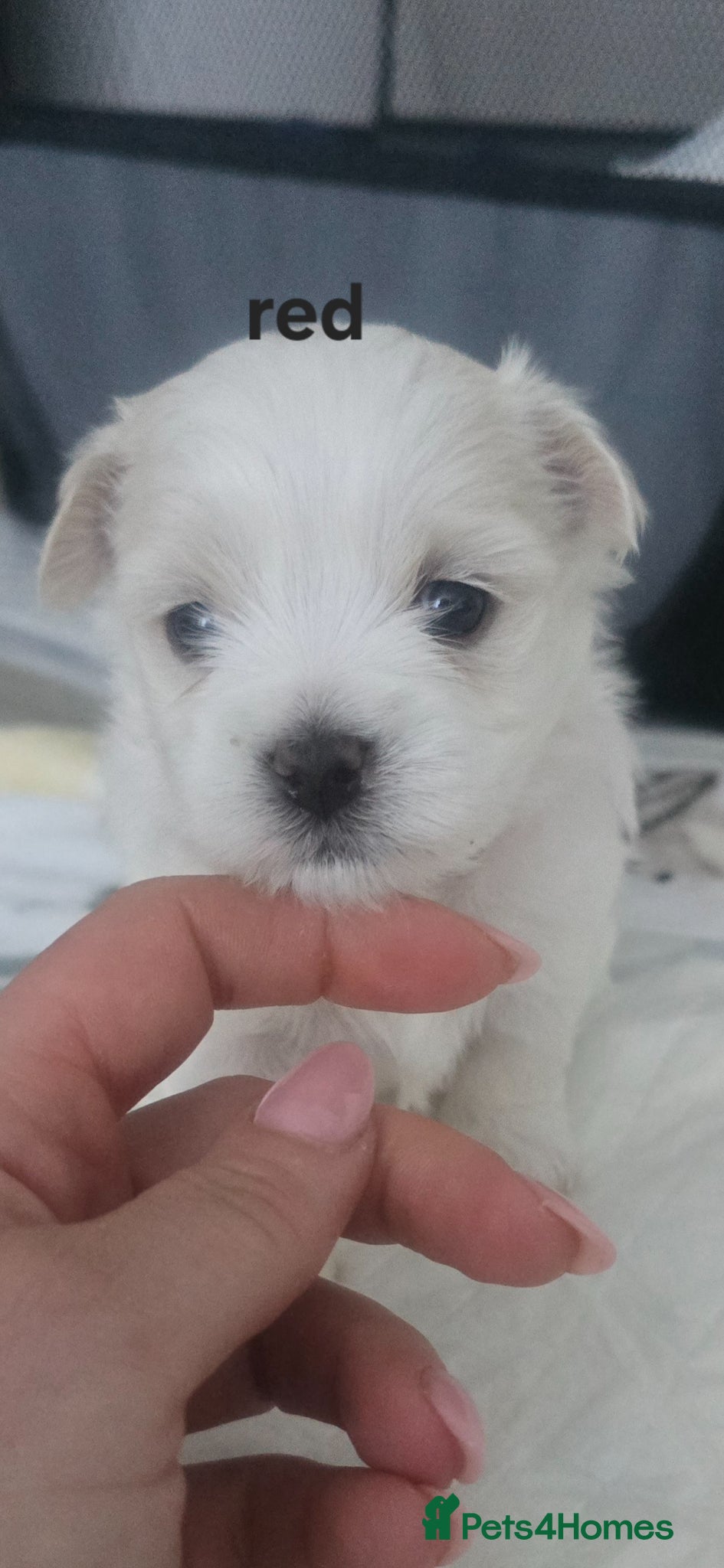 Maltese dogs Maltese 3 Boys 2 Girls   - Advert 1