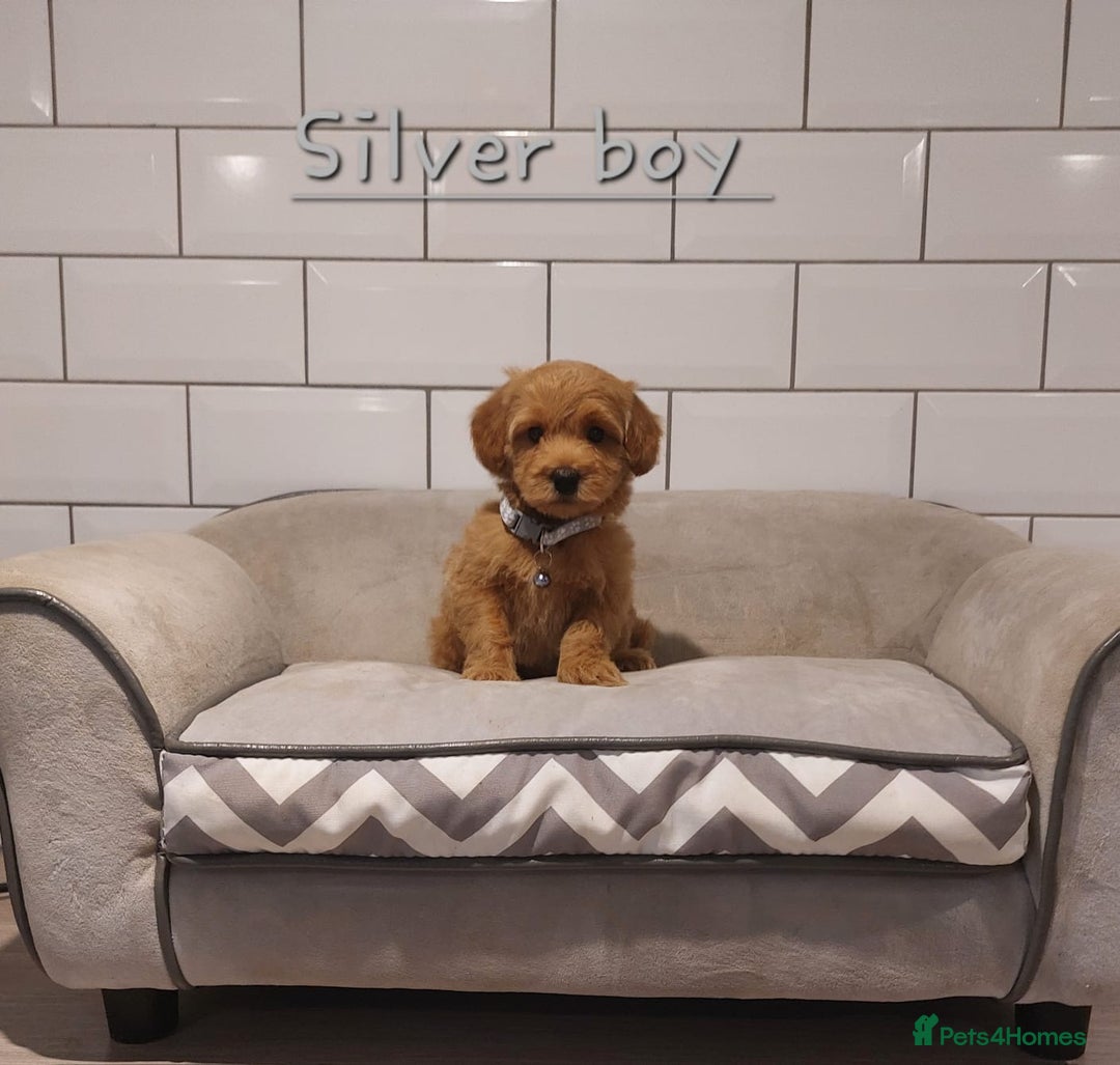 Cavachon dogs for sale: Cavapoochon puppies 🥰 - Advert 8