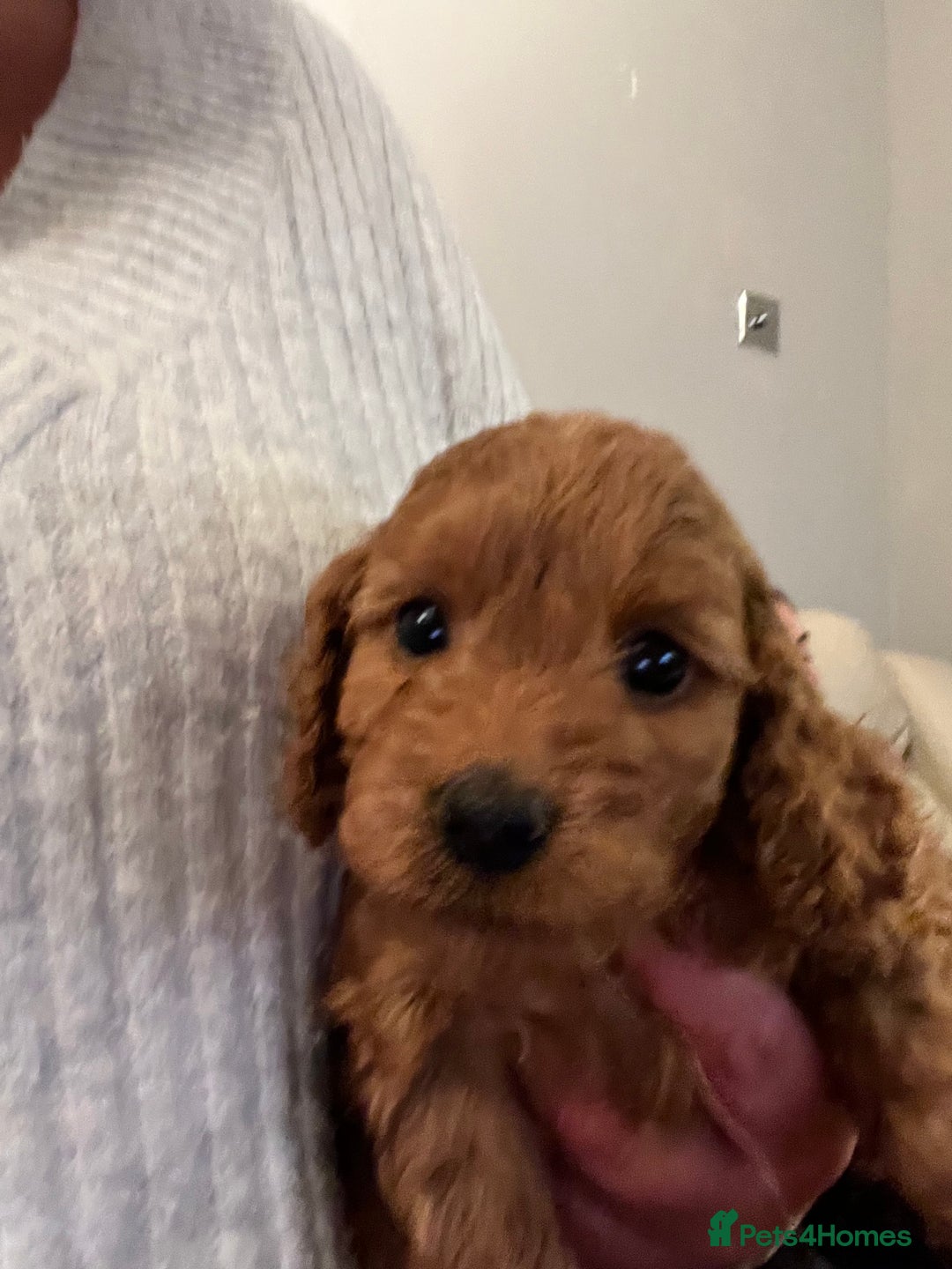 Cockapoo dogs for sale: RED COCKAPOO’s (toy size from show spaniel lines ) - Advert 5