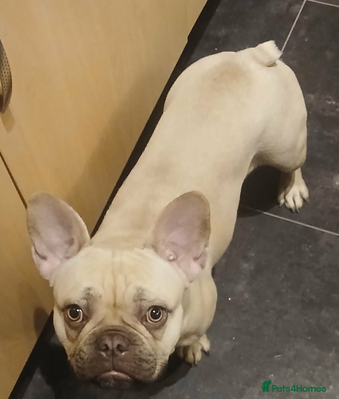 French Bulldog dogs for sale: Dior  - Advert 4