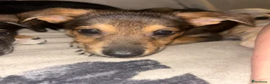 Lurcher 2