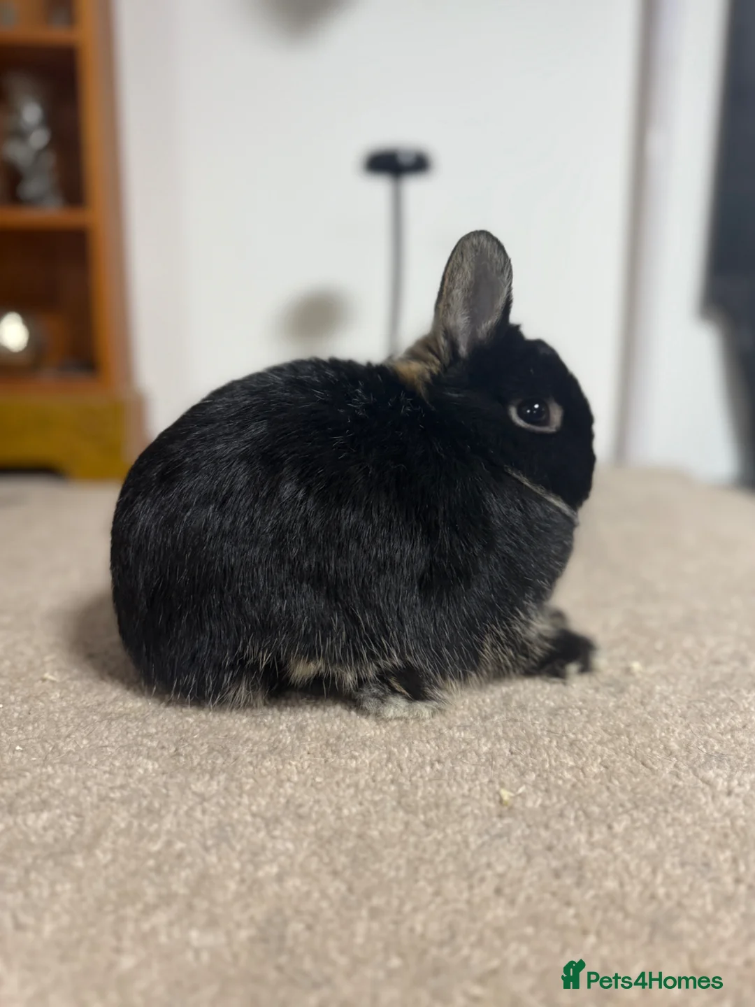 Netherland Dwarf rabbits for sale: Vaccinated Black Otter Netherland Doe ready to go - Advert 3