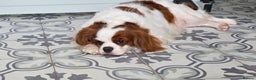 Cavalier King Charles Spaniel dogs for sale: Beautiful King Charles cavalier - Advert 2