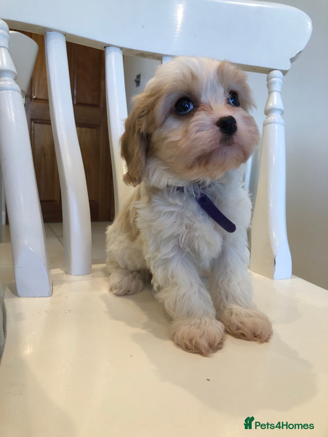 Cavapoo dogs for sale: Adorable Cavapoo Puppies  - Advert 37