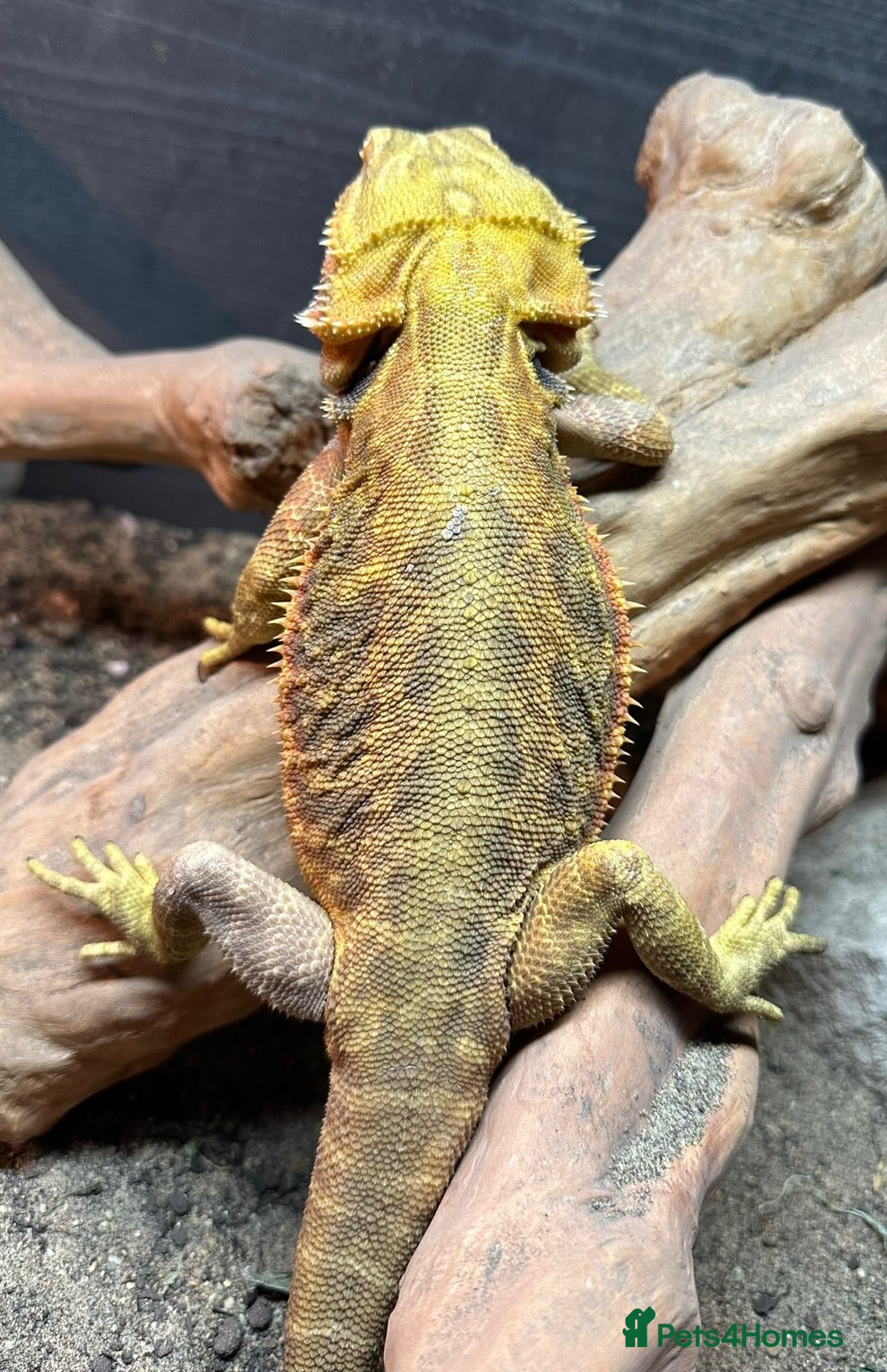 Bearded Dragon reptiles for sale: Female Adult bearded dragon RTB - Advert 13