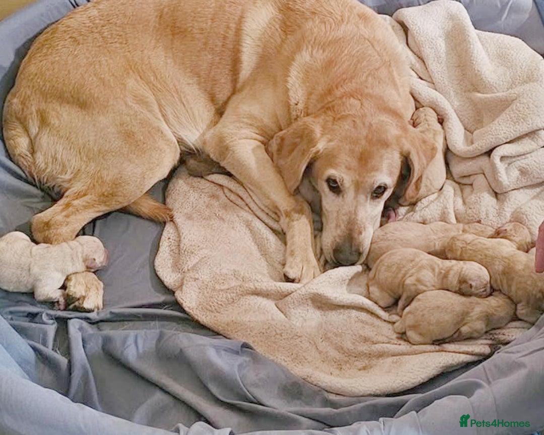 Labrador Retriever dogs for sale: Labrador Puppies  - Image 16