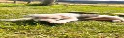Mixed Breed dogs for sale: Collie x American bulldog  - Advert 14