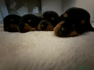 Miniature Dachshund dogs 4 Stunning Mini Dachsunds KC Generation - Advert 16