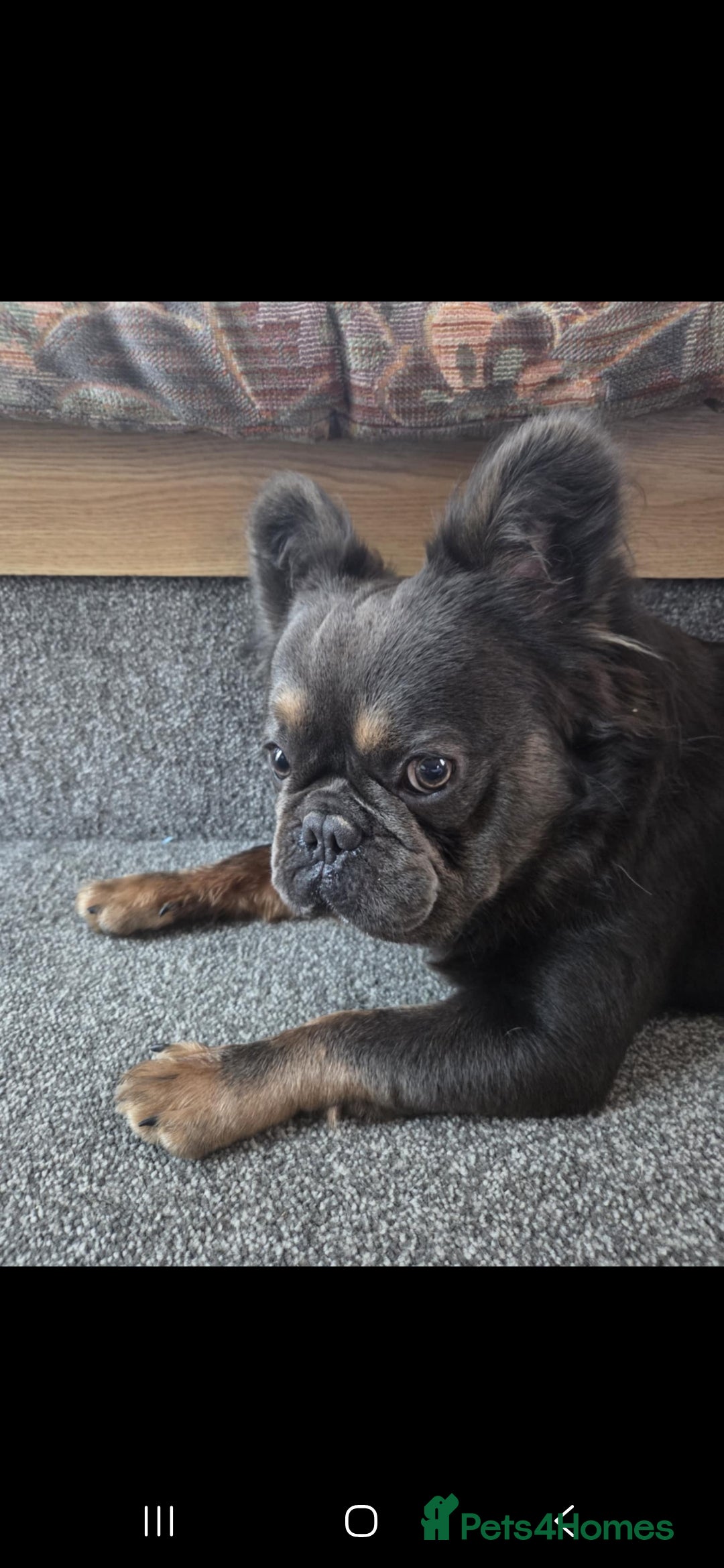 French Bulldog dogs Fluffy French bulldog  - Advert 1