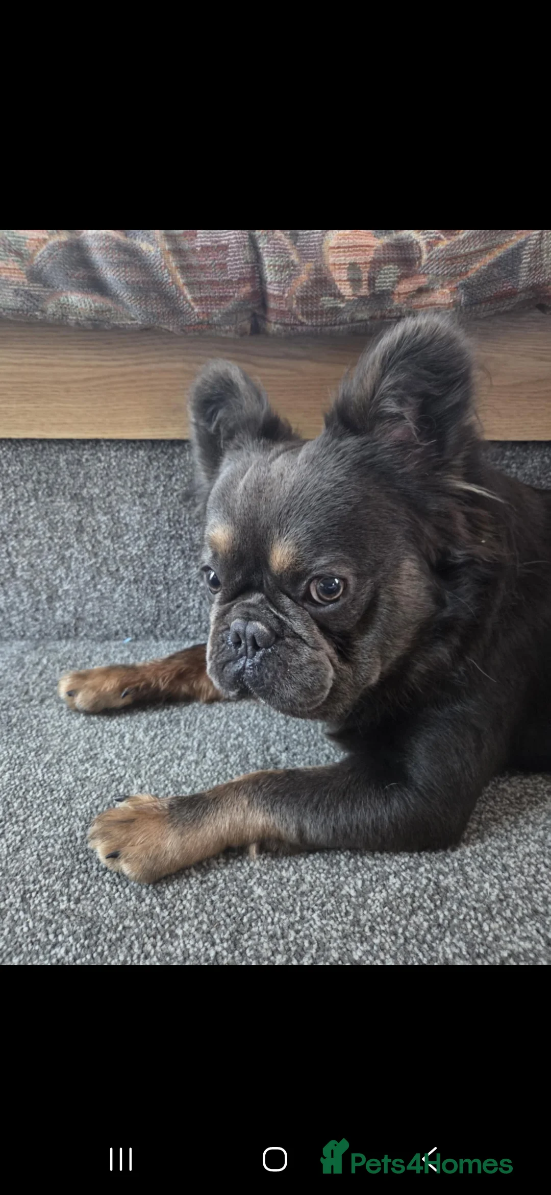 French Bulldog dogs for sale: Fluffy French bulldog  - Advert 1