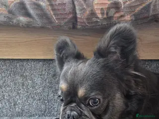 French Bulldog dogs Fluffy French bulldog - Advert 1