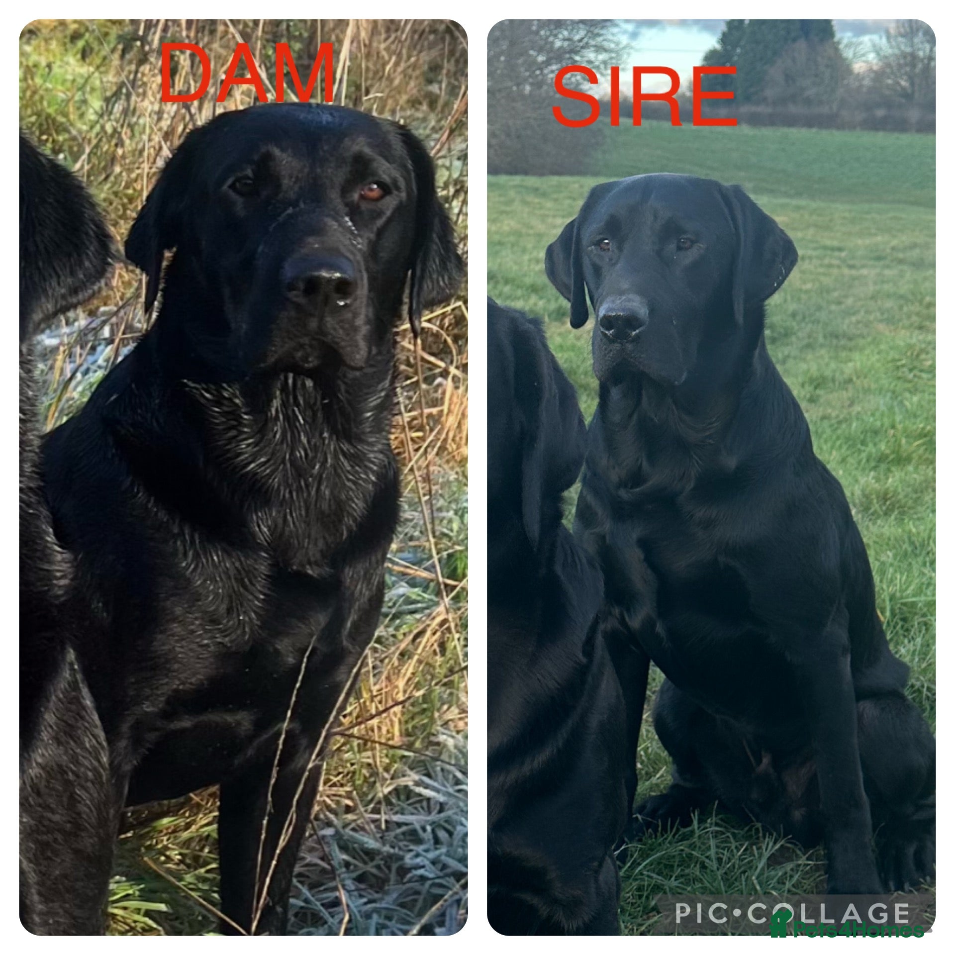 Labrador Retriever dogs Traditional old type , FTW sired working Labradors - Advert 1