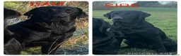 Labrador Retriever dogs for sale: Traditional old type , FTW sired working Labradors in Newark - Advert 1