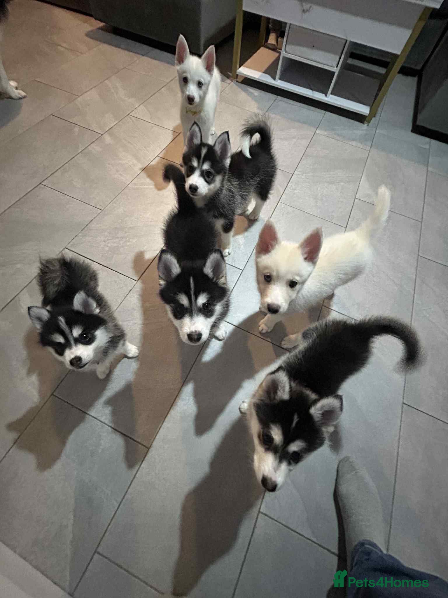 Pomsky dogs READY SMALL F4 POMSKY - Advert 1
