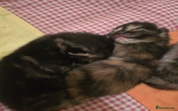 Mixed Breed cats for sale: The Fab Four - Advert 12