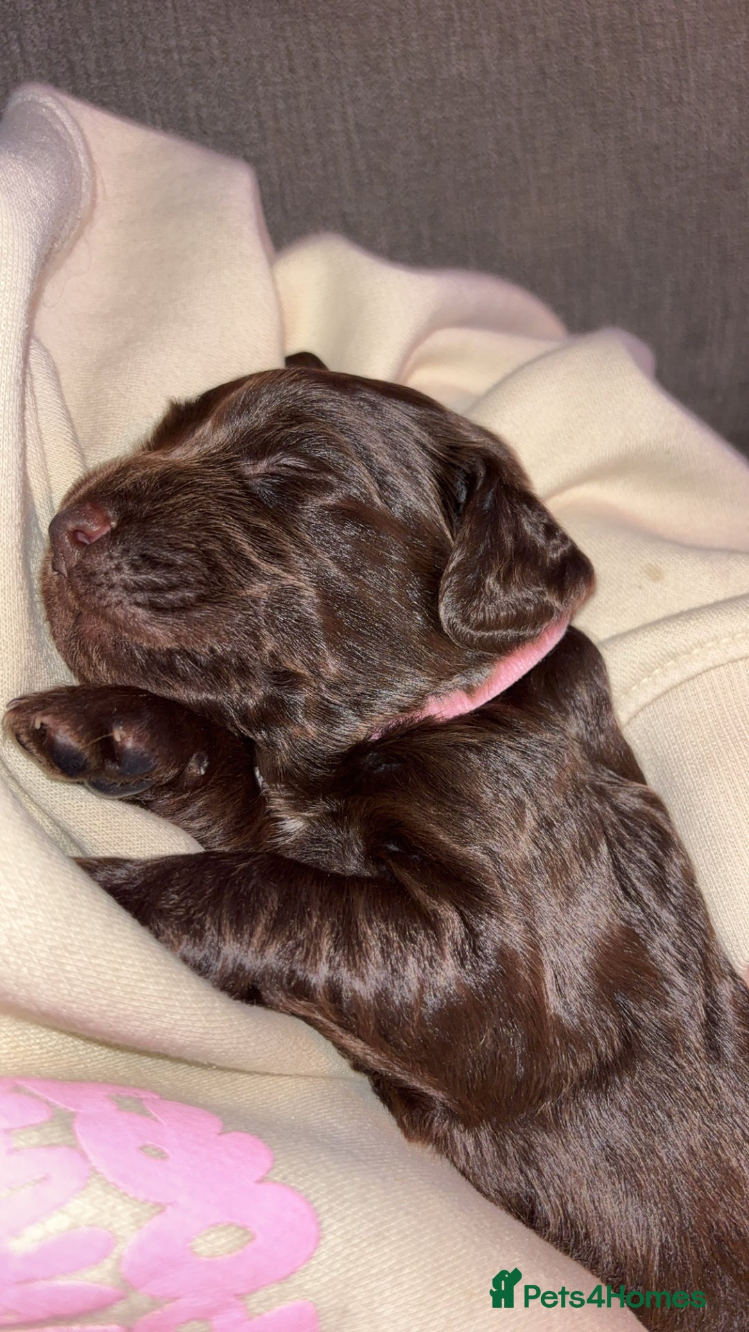 Cockerdor dogs for sale: Cockerdor puppies - Advert 4