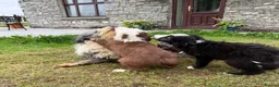 Bearded Collie dogs for sale: Two beautiful beardie pups for sale! in Llanwrtyd Wells - Advert 8